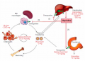 Figuur 3 - Centrale rol van hepcidine in de ijzerregeling (13)